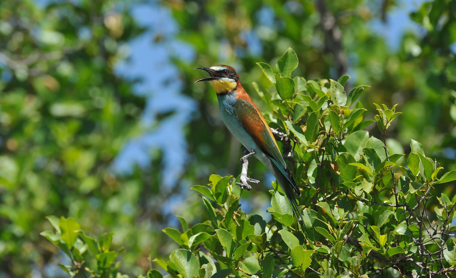 Merops apiaster [550 mm, 1/2500 Sek. bei f / 8.0, ISO 1600]